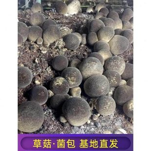 草菇食用菌种棒菌包阳台蘑菇菌包办公室在家趣味种植兰花菇包邮