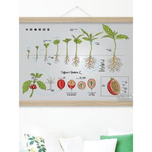 阿拉比卡云南小粒咖啡生豆图鉴咖啡知识文化挂画海报咖啡店装饰画