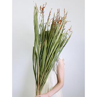 火焰兰带叶干花自然风干真花客厅装饰玄关橱柜落地插手工相框花材