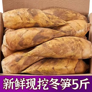 新鲜冬笋2025现挖黄泥竹笋野生正宗嫩毛笋腌笃鲜去老根春雷竹笋5