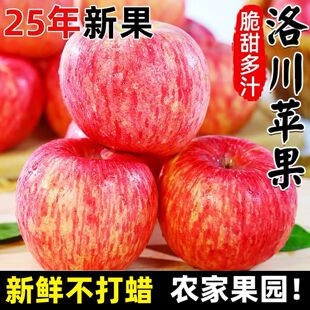 包邮 头茬陕西洛川苹果红富士10斤新鲜水果当季 平安果整箱甜冰糖心