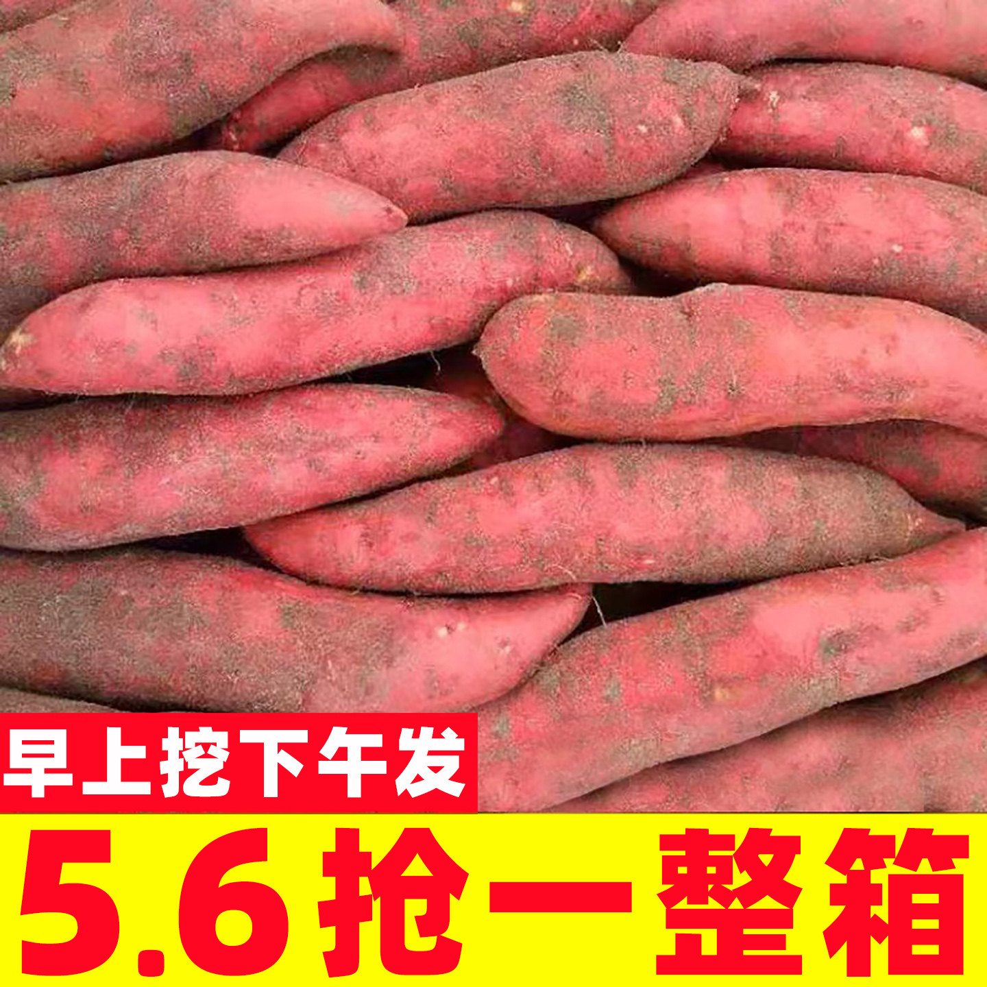 现挖西瓜红蜜薯新鲜糖心板栗