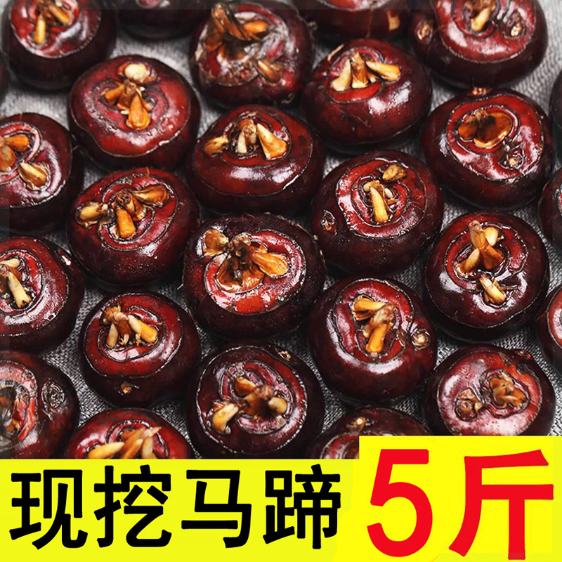 新鲜荸荠马蹄5斤农家自种地栗地梨应季水果农家蔬菜红马蹄现挖10