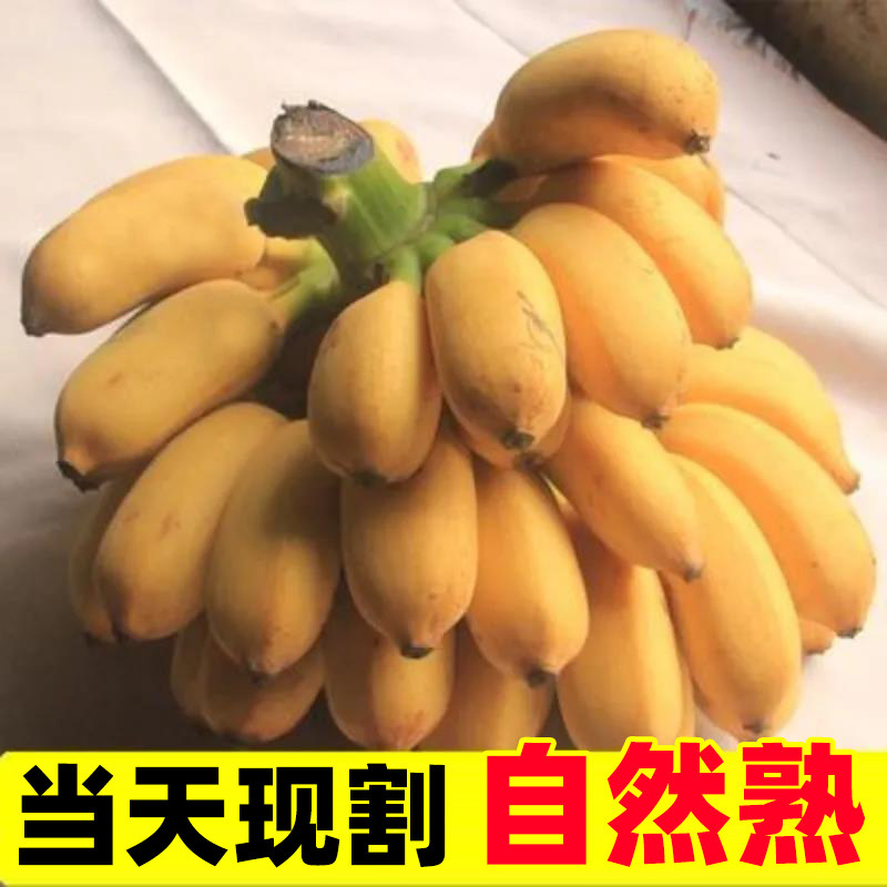 正宗广西小米蕉10斤当季新鲜水果整箱自然熟小香蕉现摘现发包邮5