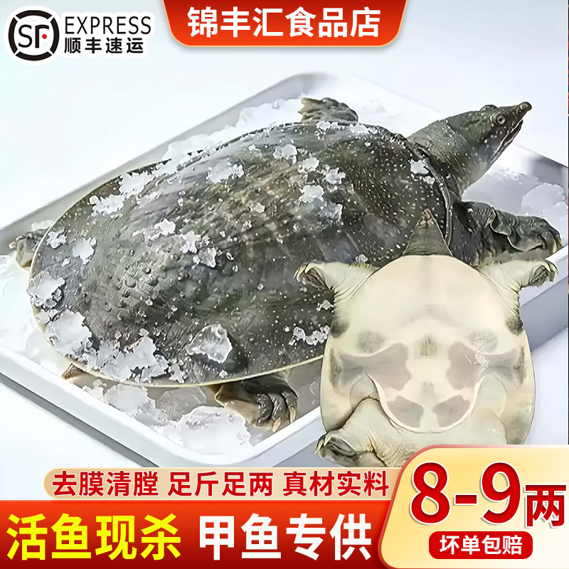 鲜活现杀去皮切块速冻甲鱼
