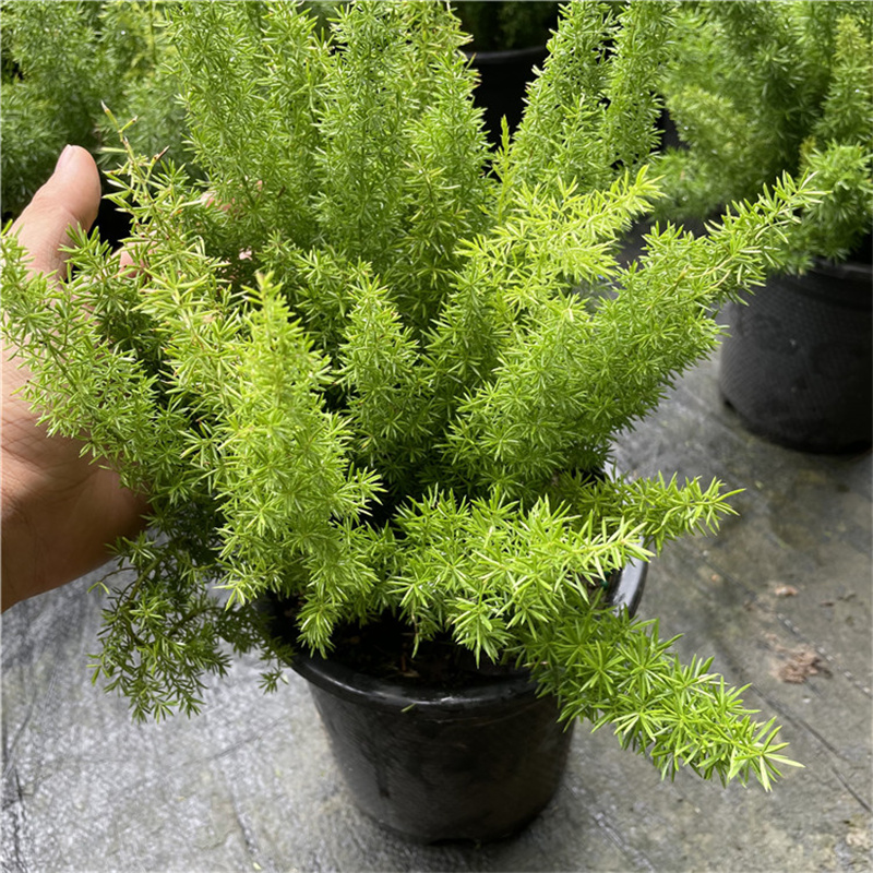 狐尾天门冬盆栽植物庭院花园阳台绿植四季常青高档花卉九尾狐易养