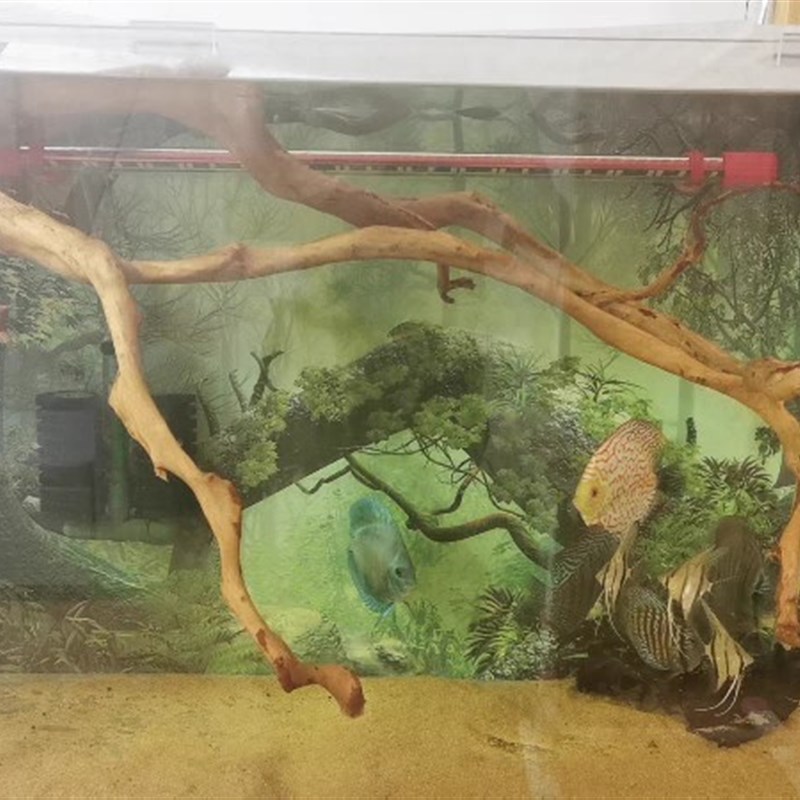 杜鹃根树枝树根鱼缸造景沉木树热带雨林花艺装饰干支枯枝装饰木头