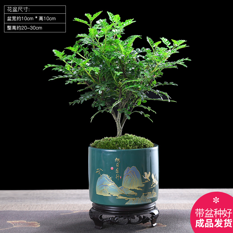 驱蚊植物清香胡椒木盆栽室内盆景驱蚊草四季常青木本绿植好养花卉