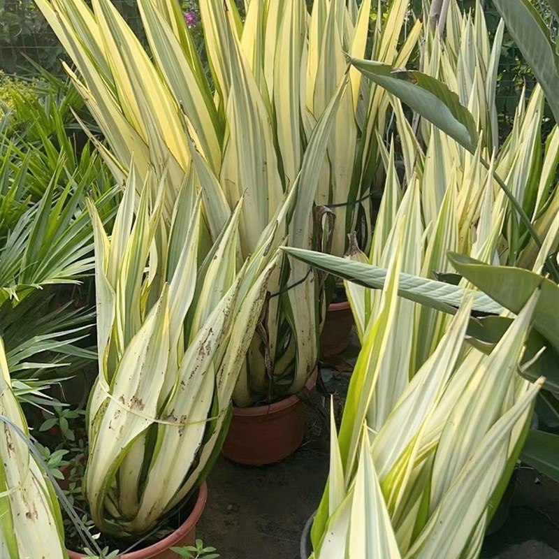 金边万年麻大盆栽室外庭院暴晒耐旱绿植龙舌兰科花镜观叶阳台植物