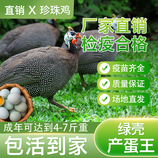 珍珠鸡小苗珍珠鸡活苗半大鸡珍珠棉鸡珍珠苗脱温鸡苗