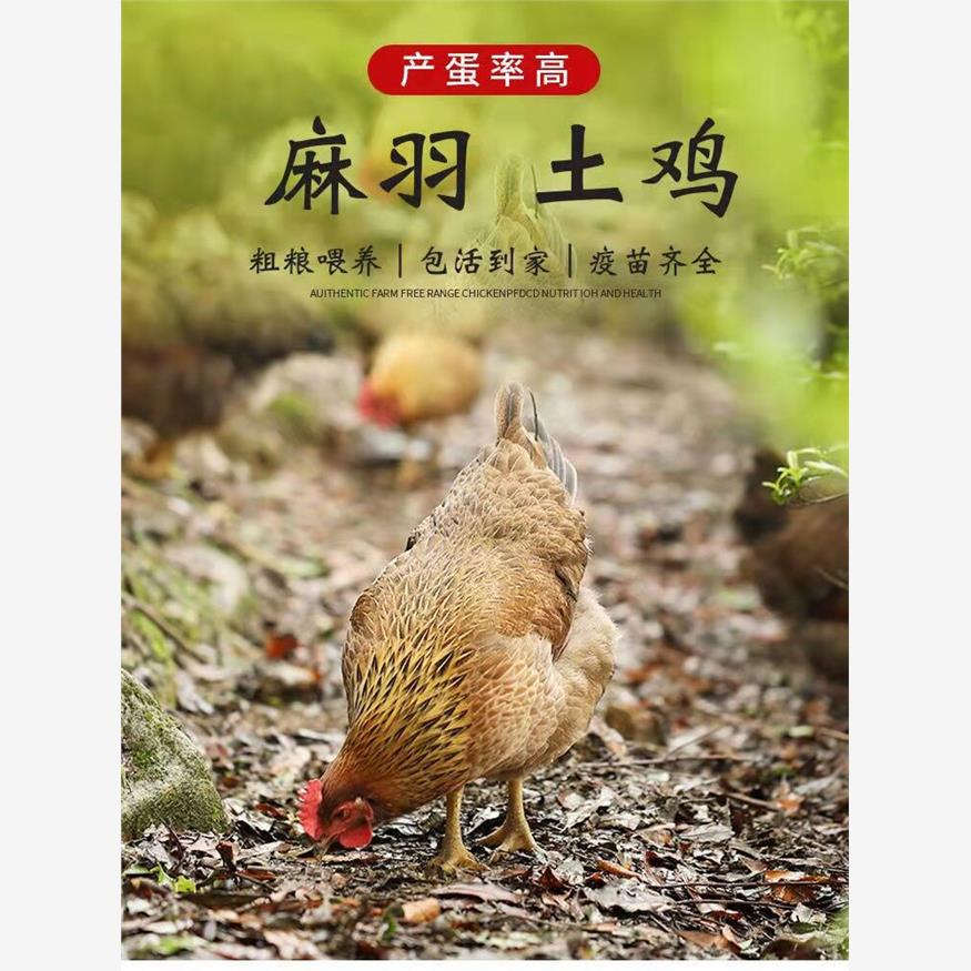 鸡活苗1斤高产麻羽绿壳蛋鸡脱温小鸡苗笨鸡土鸡草鸡产蛋王鸡活体
