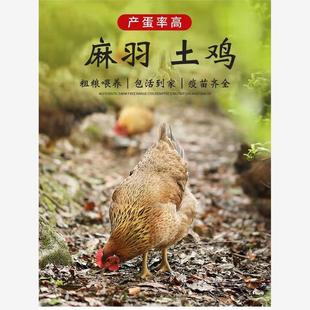 鸡活苗1斤高产麻羽绿壳蛋鸡脱温小鸡苗笨鸡土鸡草鸡产蛋王鸡活体