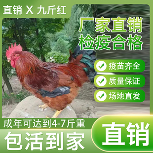 九斤红大公鸡活苗红玉大公鸡活鸡包活到家土鸡苗散养公鸡活苗