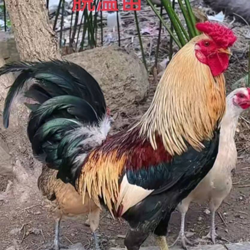 【花冠】纯种鹊山鸡宠物鸡活苗可观尚可食用,畜牧/养殖物资,鸡苗/种鸡/种蛋/受精蛋,淘宝优惠券,粉丝福利购,淘宝优惠卷