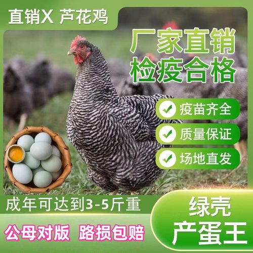 鸡活苗纯种汶上芦花鸡活苗脱温苗半大鸡青年鸡芦花鸡活体小鸡活苗