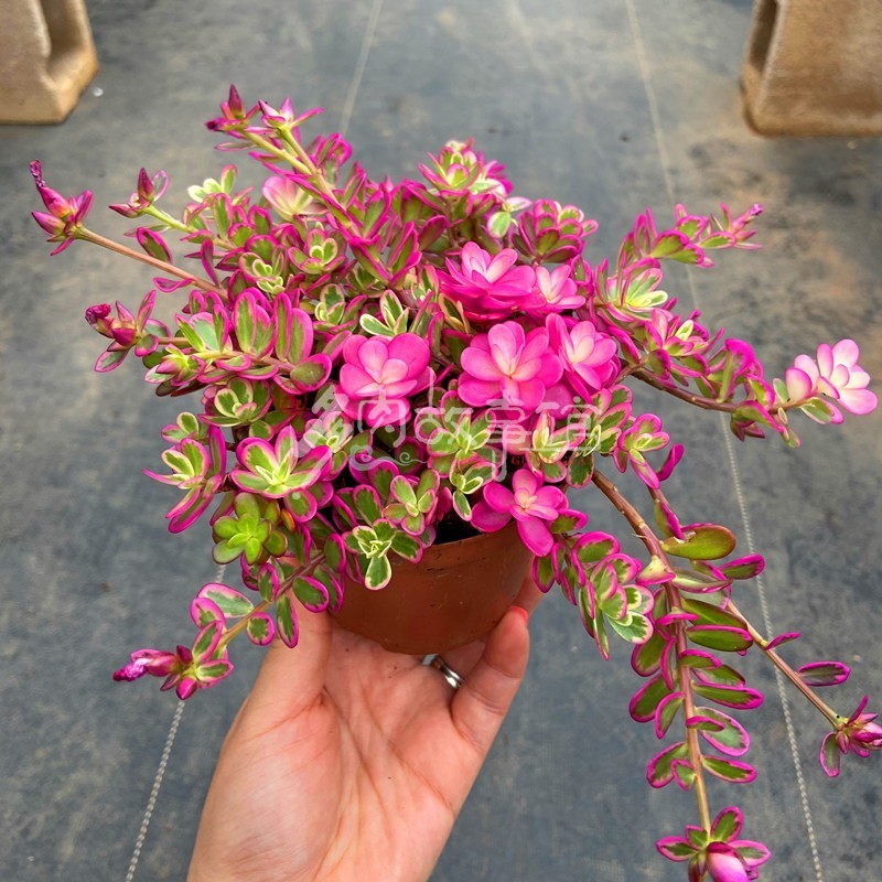 太阳花锦/马齿苋 多肉植物四季好养开花型桌面庭院美观绿植花卉