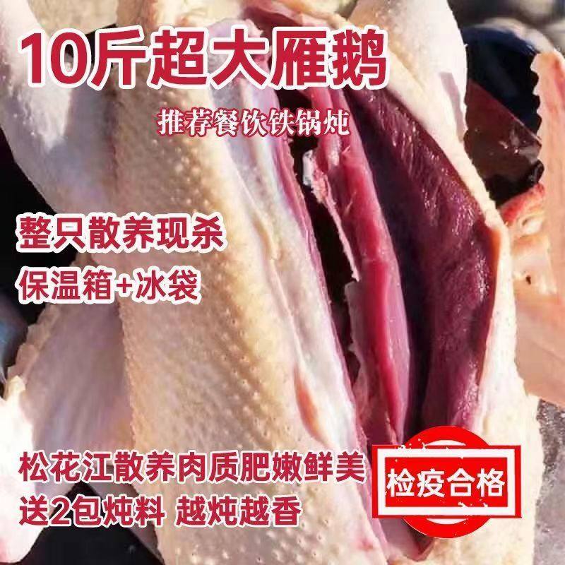 农家散养十斤超大非白鹅大鹅整只非新鲜现杀鹅炖大鹅土鹅滋补食材