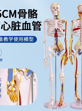 标准医用骨架85CM人体骨骼带心脏与血管及神经模型小针刀骨骼模型
