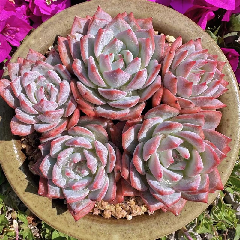 慢悠花房群生粉蓝鸟精品多肉办公室阳台绿植园艺盆栽花卉庭院多肉