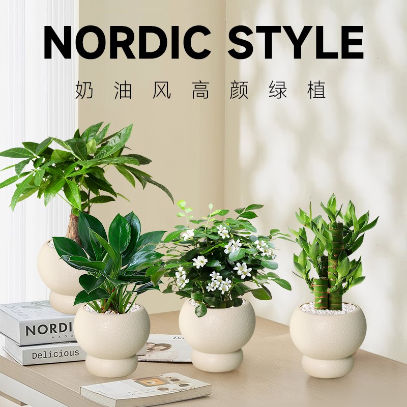 发财树金钻室内桌面植物富贵竹虎皮兰小盆栽办公室鸭脚木文竹绿植