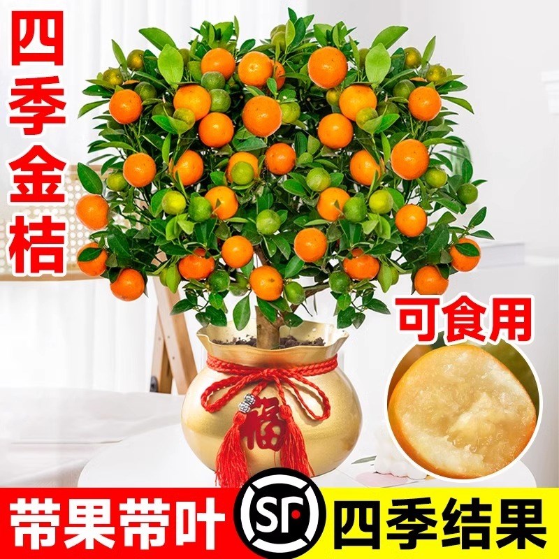 四季金桔树苗盆栽室内客厅植物花卉绿植橘子盆景可食用庭院老桩