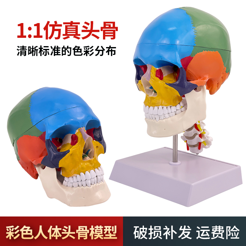 彩色人体头颅g骨模型头骨色性分离模型 1:1仿真头骨模型附颈椎