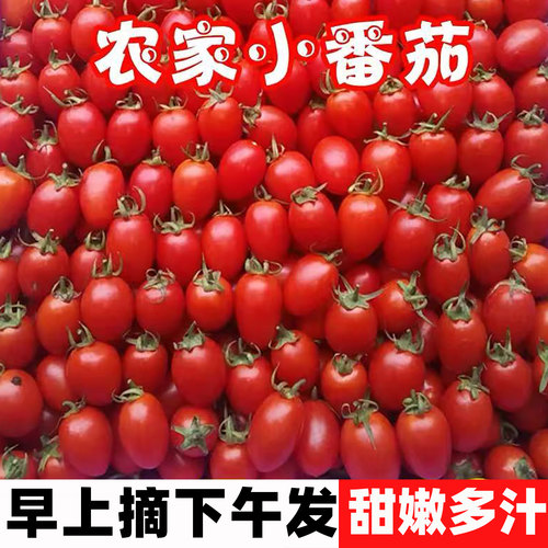 现摘圣女果新鲜水果5斤西红柿农家自然熟孕妇蔬菜生吃千禧小番茄