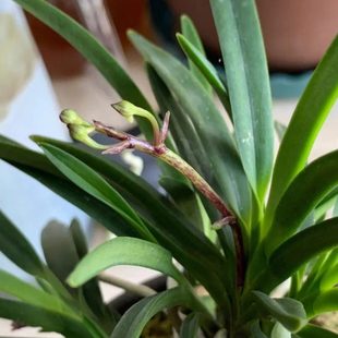 舟山风兰 风兰 富贵兰  原种附生兰花 栀子花奶香浓香味 宽叶红根