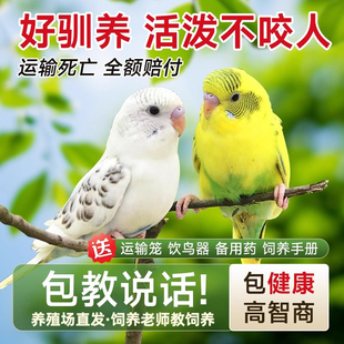 鹦鹉活鸟虎皮鹦鹉鸟类小鸟会学说话的鸟手养宠物小型鹦鹉一公一母