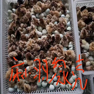 贵妃鸡苗婆罗门鸡仔花冠鹊山鸡崽农场3-5天出壳一针疫苗观赏小鸡