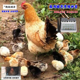 绿壳麻鸡受精种蛋母鸡可孵小鸡新鲜捡蛋发货高受精出壳率农场包邮