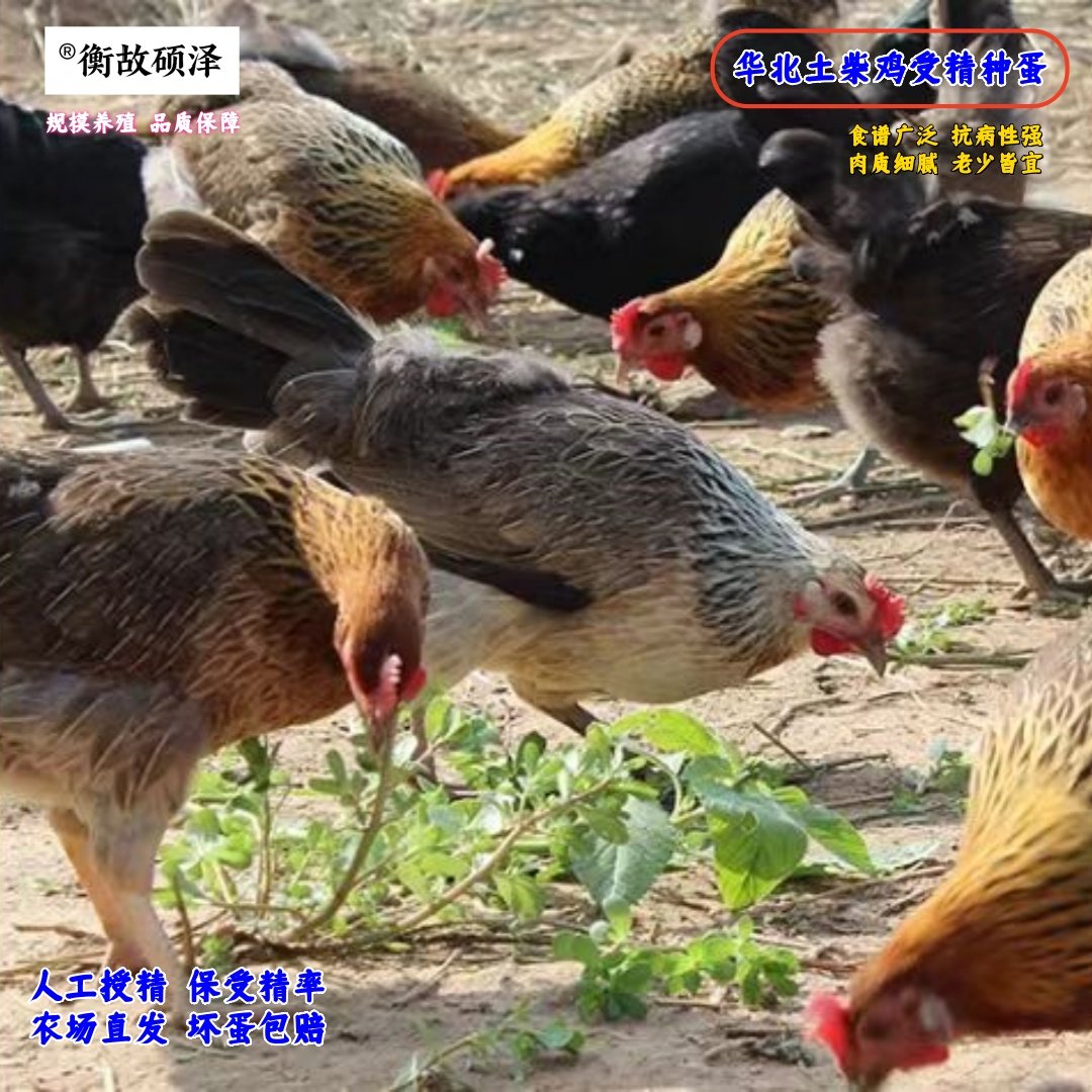 受精种蛋华北柴土鸡受精卵可孵化小鸡笨鸡蛋高受精出壳率新鲜捡蛋