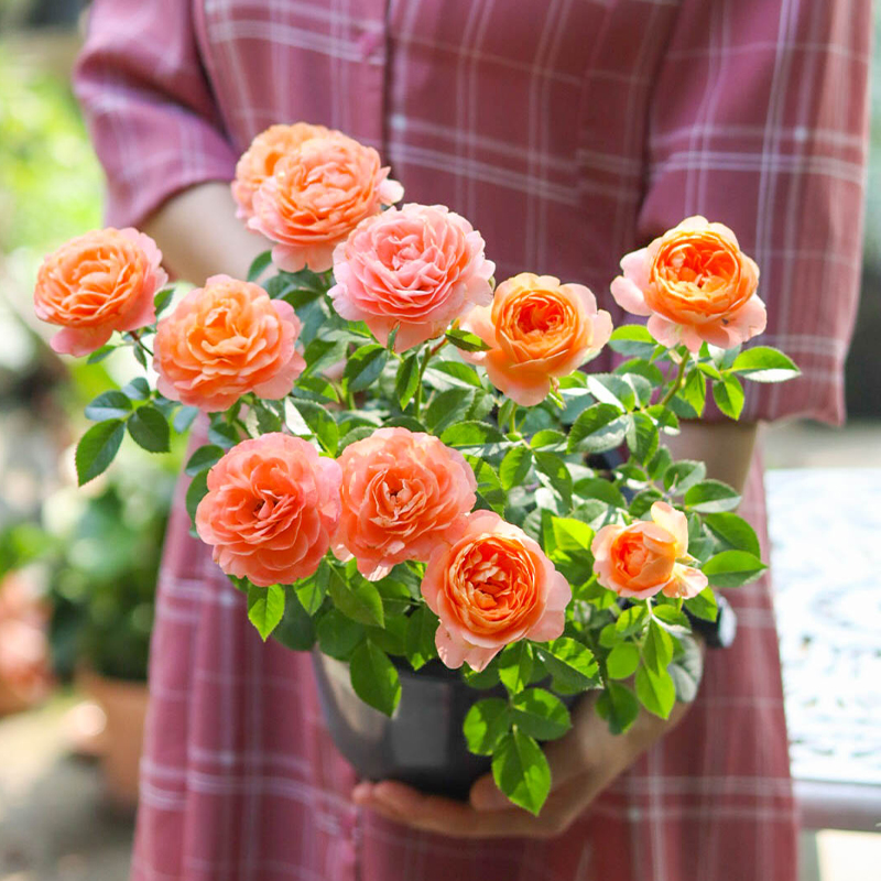海蒂的花园果汁阳台直立丰花月季抗病勤开庭院露台花卉植物盆栽苗