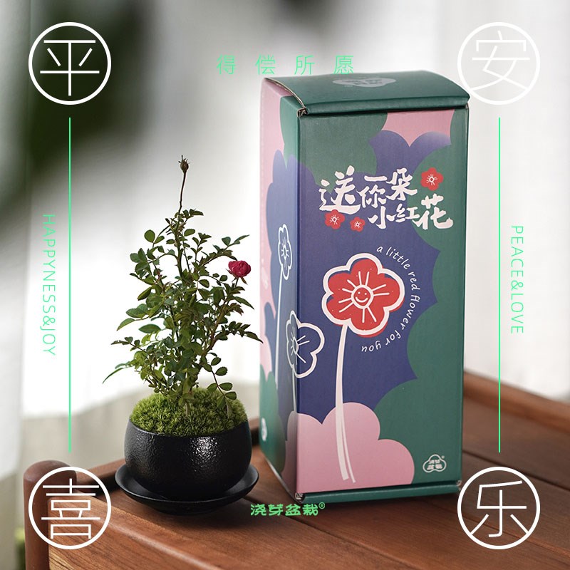 送你一朵小红花/须惠姬盆栽礼盒创意高级植物礼物情迷你月季