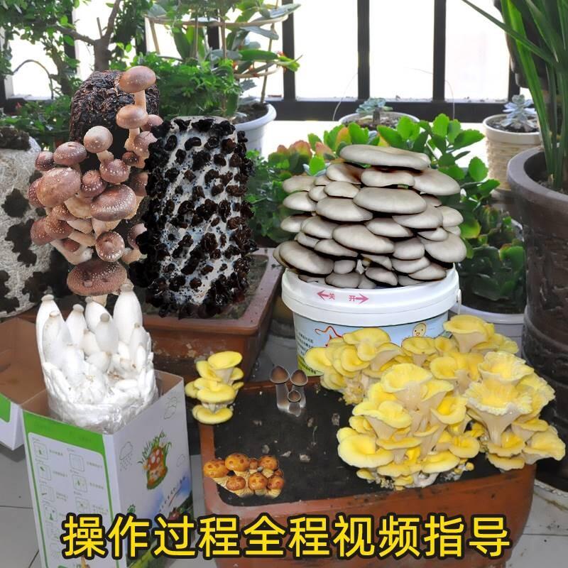 桑黄菌种菌包菌棒室内阳台四季菌菇蘑菇种植包植物盆栽大棚栽培种