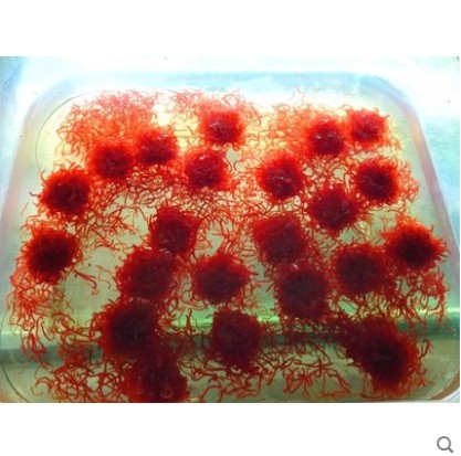 包邮冷冻红虫血线虫洄水牛心汉堡丰年虾干鹦鹉罗汉七彩神仙龙鱼食