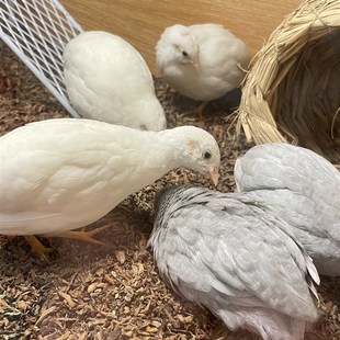 宠物鸡受精种蛋可孵化卵网红家养观赏迷你小N鸡纯德系纯白瓦灰礼