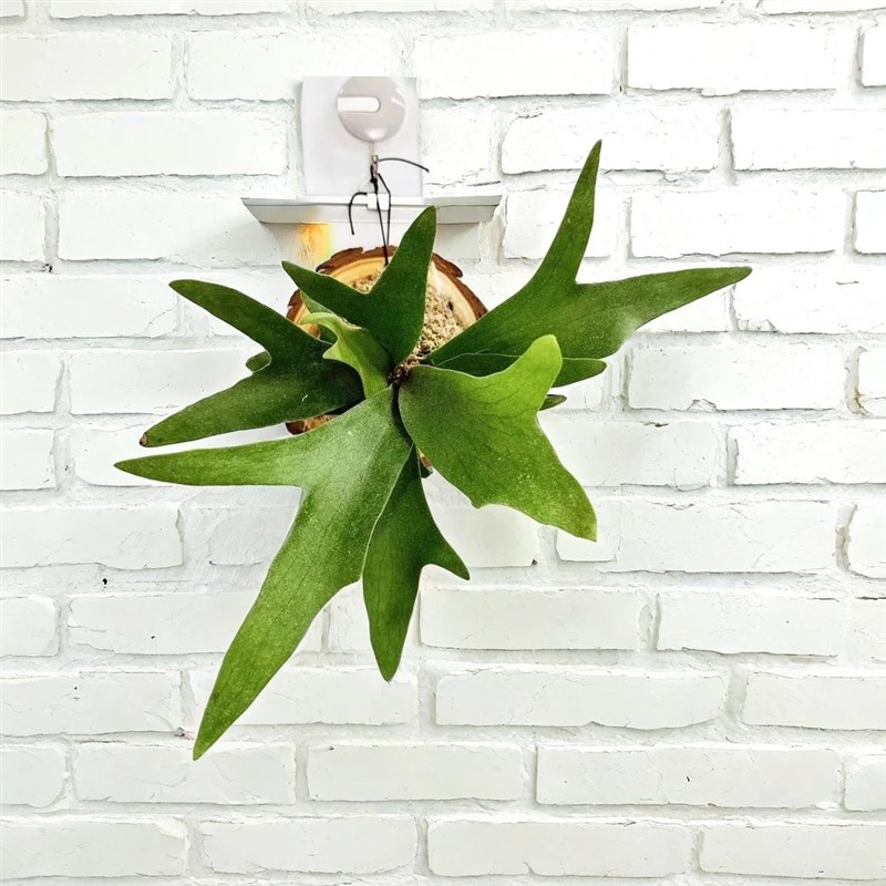 鹿角蕨板植挂板二岐鹿角蕨挂墙绿植苔藓蕨类植物盆栽水培垂吊壁挂