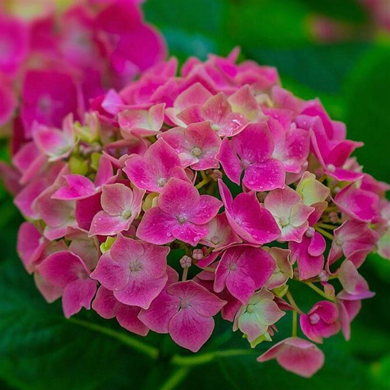无尽夏绣球花苗12年老桩大花绣球盆栽耐寒花园庭院地栽花好养绿植