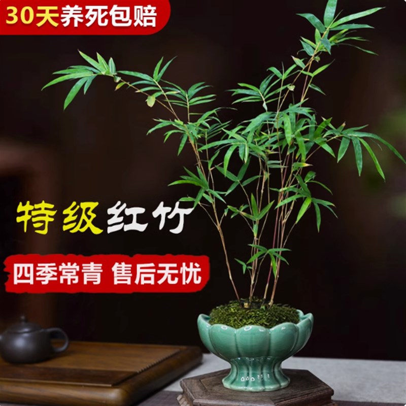 红观音竹 紫寒竹 米竹盆栽室内禅意绿植I书房茶室创意盆景四季常