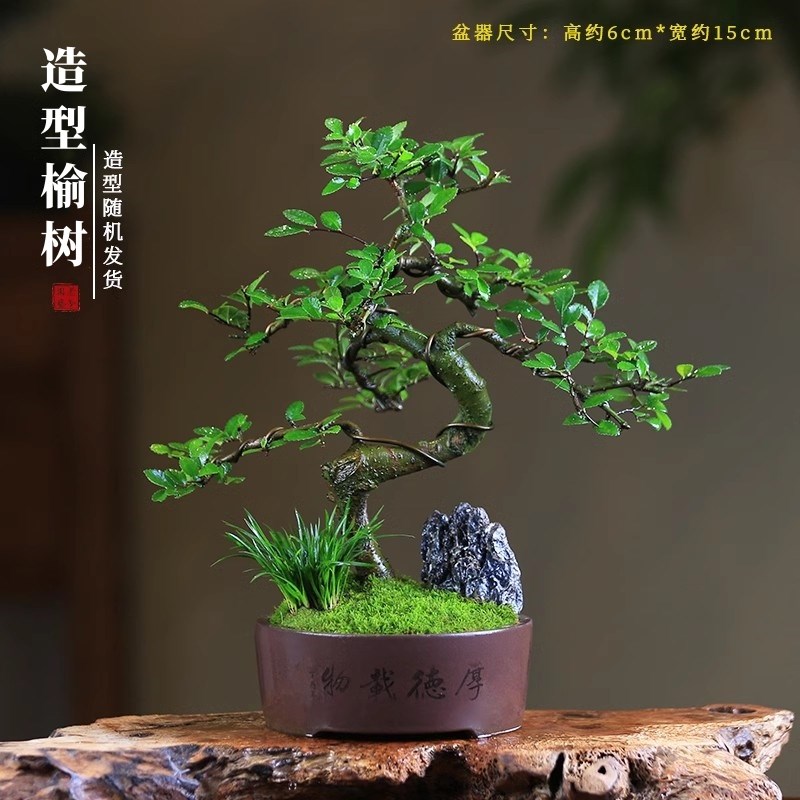 榆树盆栽小d叶榔榆中式复古禅意盆景室内桌面造型庭院客厅绿植摆