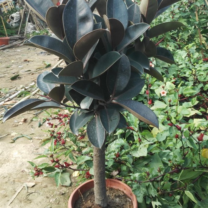 黑金刚橡皮树绿叶棒棒糖观叶1.5米左右室内大型植物盆Z栽多省包邮