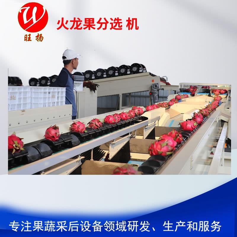 火龙果自动清洗分选设备/火龙果选果机