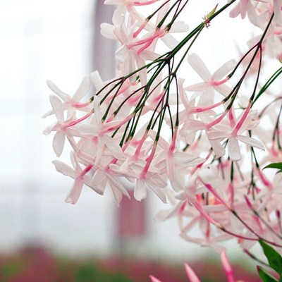 素馨花盆栽阳台庭院多年生清香木本爬藤植物花卉耐寒绿植好养