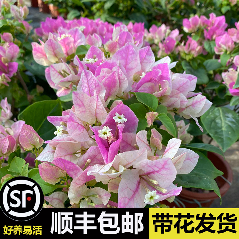 漳州红缨三角梅带花绿樱百变红缨四季开花老桩爬藤庭院植物