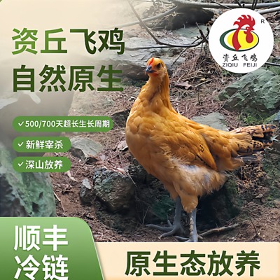 【顺丰冷链】资丘高山散养飞鸡