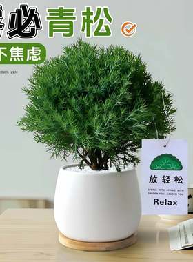 放青松绿植雾松室内小盆栽雾凇办公室桌面放轻松植物摆件四季好养