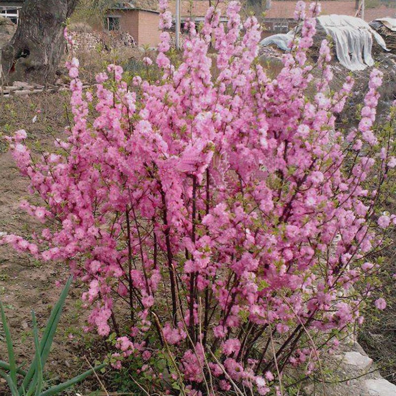 园林绿化苗木庭院观花植物梅花苗嫁接榆叶梅苗榆叶梅树苗风景树苗