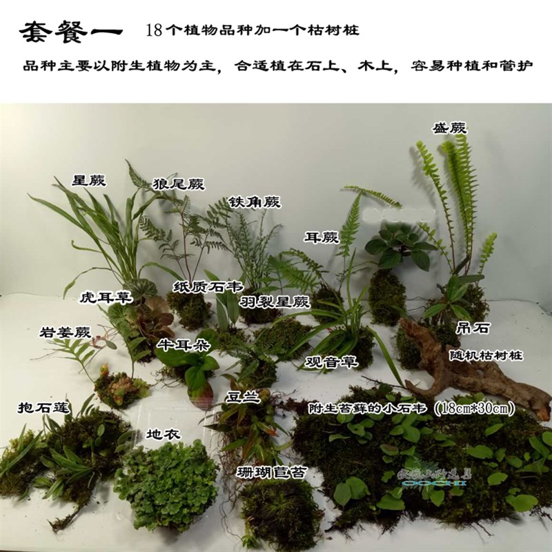 山野选集 热带雨林生态缸微景观室内景观素材 造景用植物套餐组合