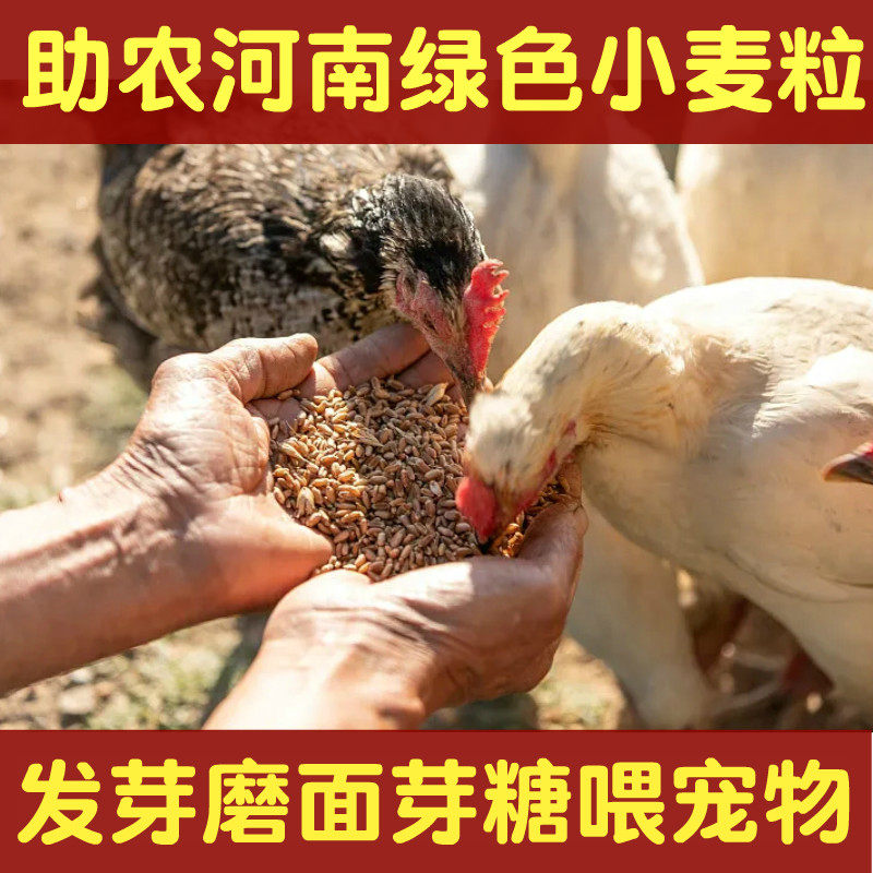 当季河南小麦粒喂鸟鸽宠物饲料磨面酿酒小麦种子自种水培发芽猫草